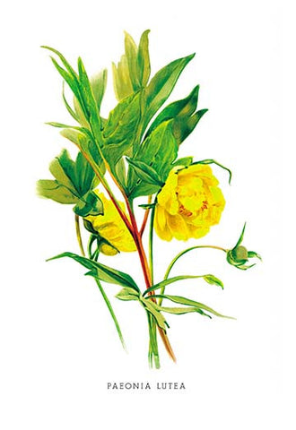 Whisper please, Image is sleeping.