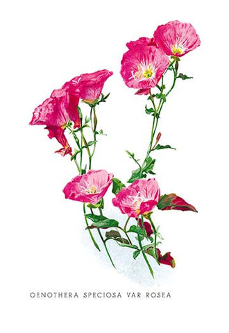 Whisper please, Image is sleeping.