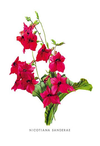 Whisper please, Image is sleeping.