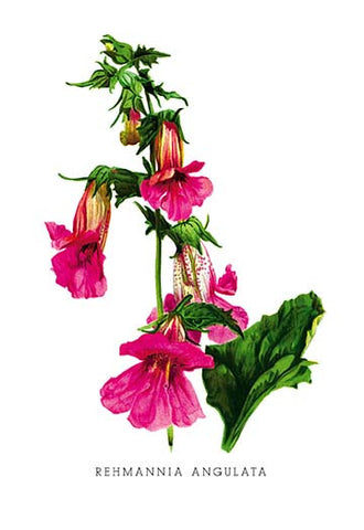 Whisper please, Image is sleeping.