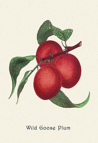 Whisper please, Image is sleeping.