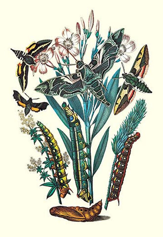 Whisper please, Image is sleeping.