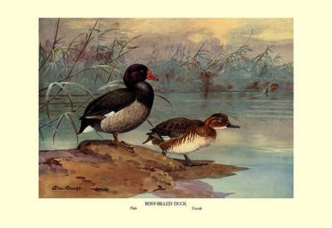 Whisper please, Image is sleeping.