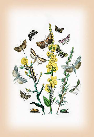 Whisper please, Image is sleeping.