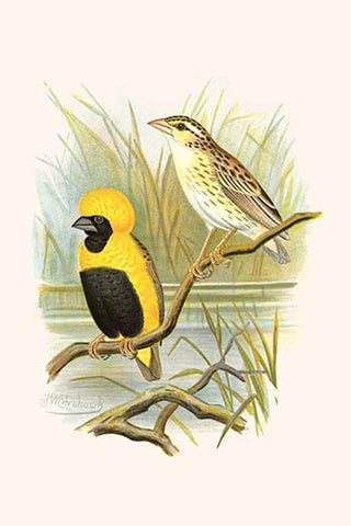 Whisper please, Image is sleeping.