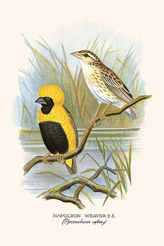 Whisper please, Image is sleeping.