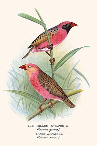 Whisper please, Image is sleeping.