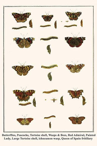 Butterflies, Peacocks, Tortoise shell, Wasps & Bees, Red Admiral, Painted Lady, Large Tortoise shell, ichneumon wasp, Queen of Spain fritillary