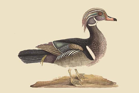 Whisper please, Image is sleeping.