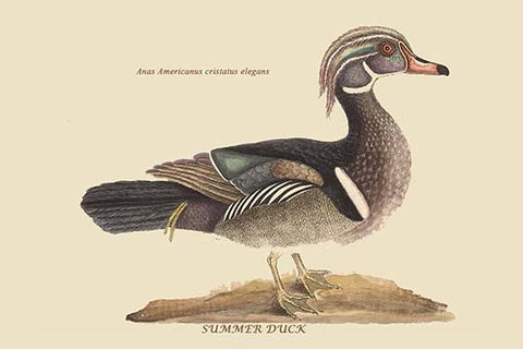 Whisper please, Image is sleeping.