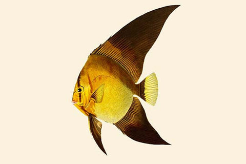 Whisper please, Image is sleeping.