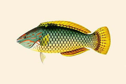 Whisper please, Image is sleeping.