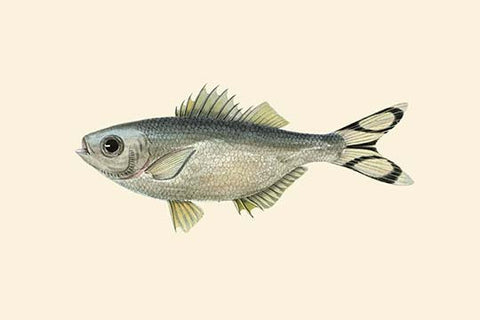 Whisper please, Image is sleeping.