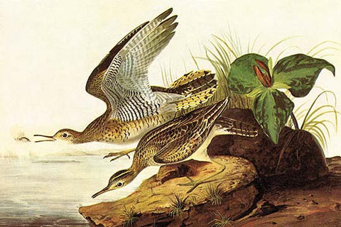 Whisper please, Image is sleeping.