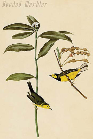 Whisper please, Image is sleeping.