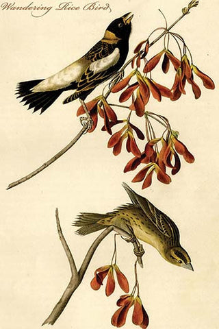 Whisper please, Image is sleeping.