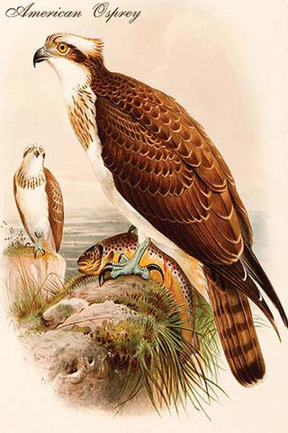 Whisper please, Image is sleeping.