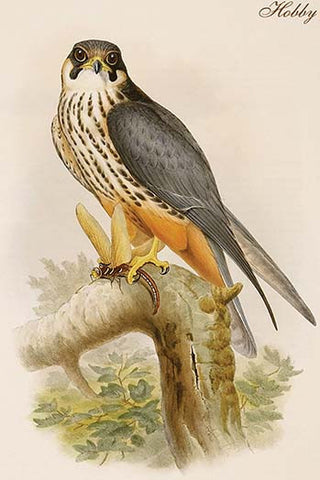 Whisper please, Image is sleeping.