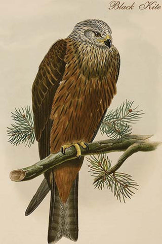 Whisper please, Image is sleeping.