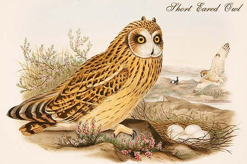 Whisper please, Image is sleeping.