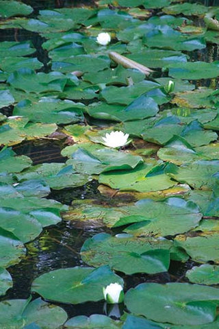 Whisper please, Image is sleeping.