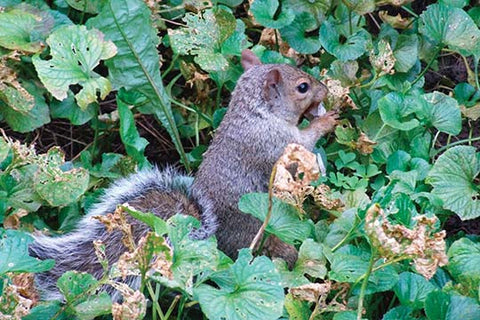 Whisper please, Image is sleeping.