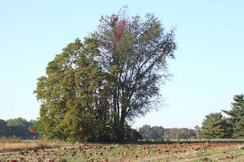 Whisper please, Image is sleeping.