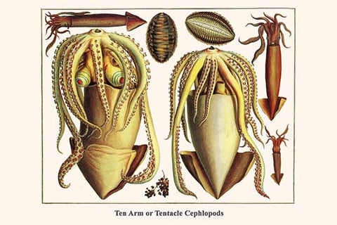 Ten Arm or Tentacle Cephlopods