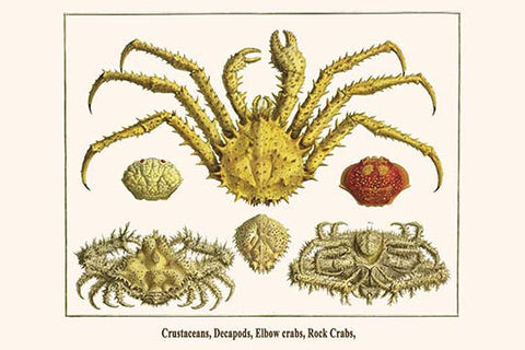 Crustaceans, Decapods, Elbow crabs, Rock Crabs,