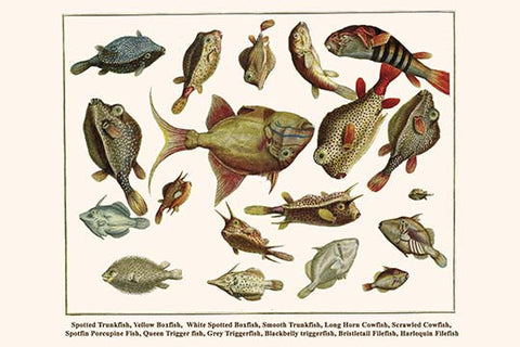 Spotted Trunkfish, Yellow Boxfish, White Spotted Boxfish, Smooth Trunkfish, Long Horn Cowfish, Scrawled Cowfish, Spotfin Porcupine Fish, Queen Trigger fish, Grey Triggerfish, Blackbelly triggerfish, Bristletail Filefish, Harlequin Filefish