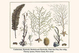 Cnidarians, Hydroid, Bottlebrush Hydroids, Pink Sea Fan, Sea whip, Thorny oyster, Flower head, Fire coral