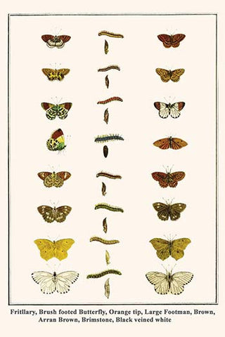 Fritllary, Brush footed Butterfly, Orange tip, Large Footman, Brown, Arran Brown, Brimstone, Black veined white