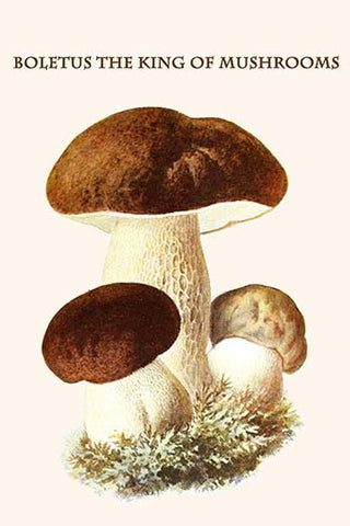 boletus the king of mushrooms