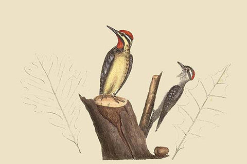 Whisper please, Image is sleeping.