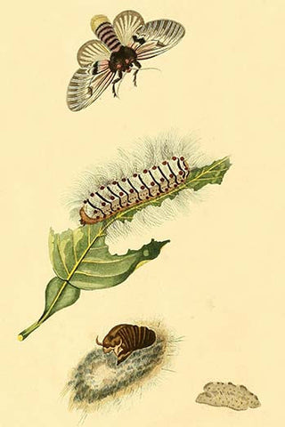 Whisper please, Image is sleeping.