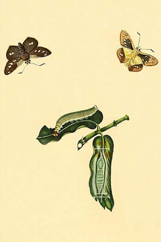 Whisper please, Image is sleeping.