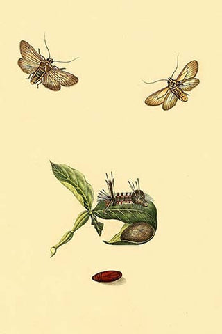 Whisper please, Image is sleeping.