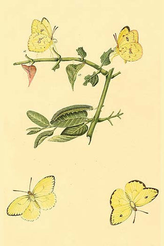 Whisper please, Image is sleeping.