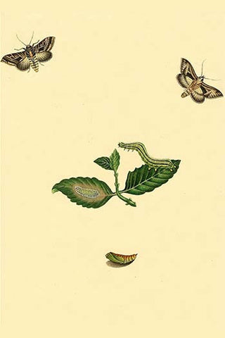 Whisper please, Image is sleeping.