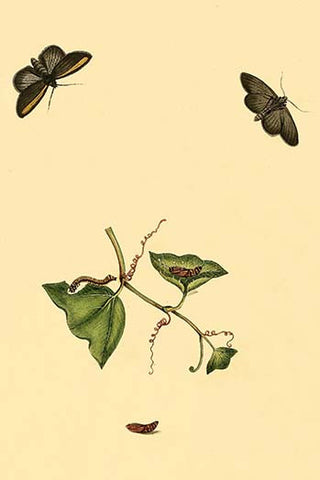 Whisper please, Image is sleeping.