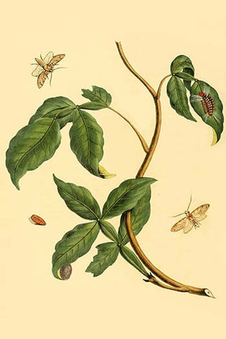 Whisper please, Image is sleeping.