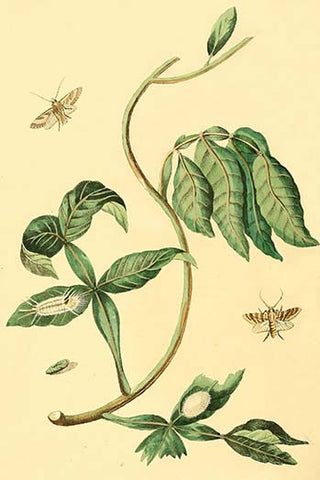 Whisper please, Image is sleeping.