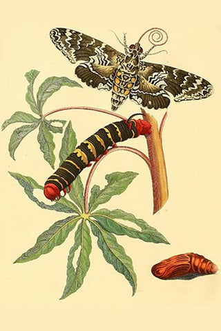 Whisper please, Image is sleeping.