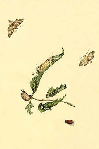 Whisper please, Image is sleeping.