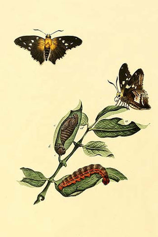 Whisper please, Image is sleeping.