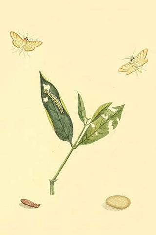 Whisper please, Image is sleeping.