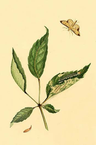 Whisper please, Image is sleeping.