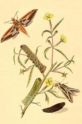 Whisper please, Image is sleeping.