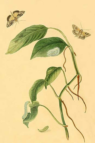 Whisper please, Image is sleeping.