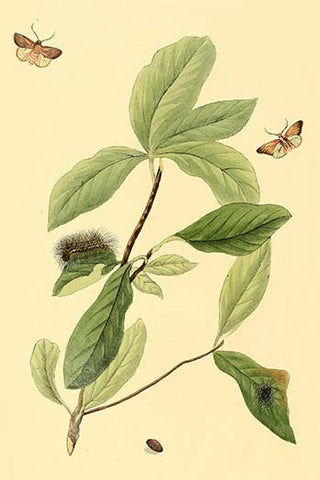 Whisper please, Image is sleeping.